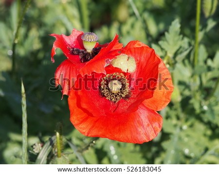 Beautiful red flower of Poppy - Papaver