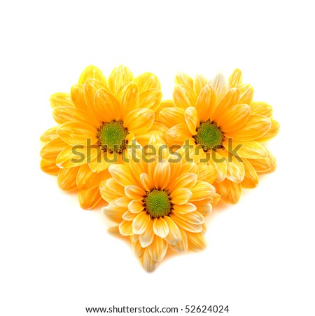 Three yellow flowers of isolated on a white