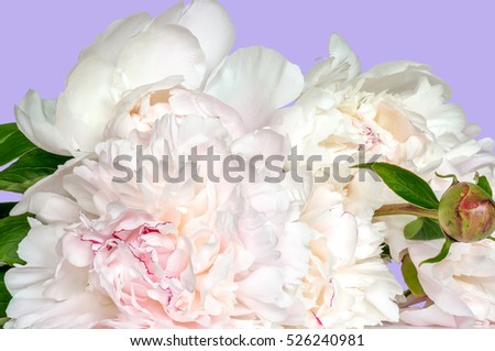 Pale pink peonies on a purple background