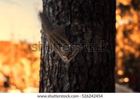 Squirrel in Pudacuo national Park