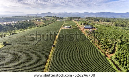 Green tea plantation landscape at Bao Loc town, Lam Dong province, Vietnam ( view from drone )