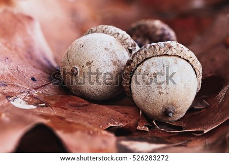 Macro of three acorns nestled on the ground in the fallen leaves of an oak tree. Extreme shallow depth of field.