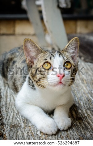 Portrait of a cute kitten sitting on the top of a wood chair. The cat moved in different poses which can be used as illustrations of cat products or topics.