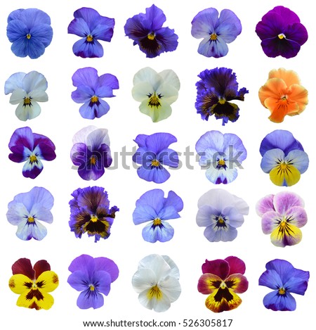 Pansy isolated