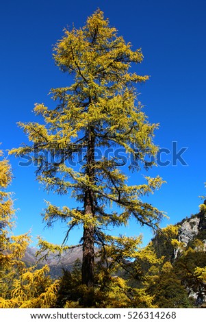 Pine tree in autumnm with the blue sky. 