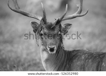fallow deer in the Phoenix Park Dublin in black and white