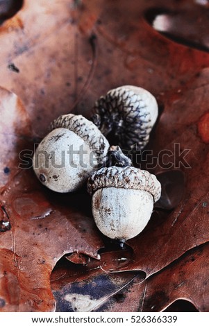 Macro of three acorns nestled on the ground in the fallen leaves of an oak tree. Extreme shallow depth of field.