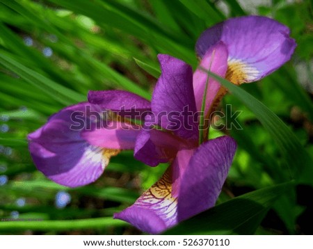 Macro photo Flower Iris purple color on a Background of green Grass as a Background for Design and Print