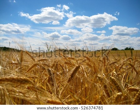 Photos from the Landscape of fields with ripe grain on a blue Sky Background a bright Sunny Day as the source for Design and Print