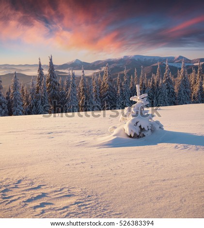 Magnificent winter sunrise in mountain forest with snow covered fir trees. Colorful outdoor scene, Happy New Year celebration concept. Artistic style post processed photo.
