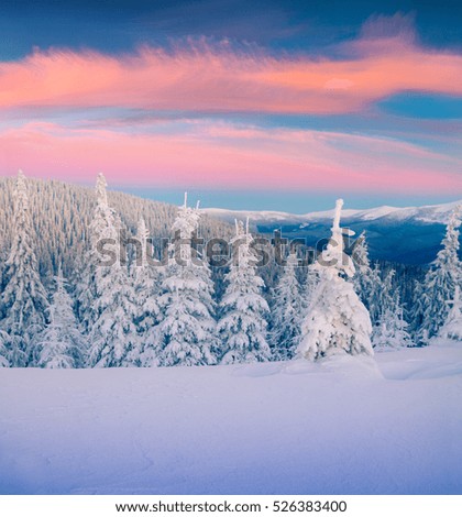 Great winter sunrise in Carpathian mountains with snow covered fir trees. Colorful outdoor scene, Happy New Year celebration concept. Artistic style post processed photo.
