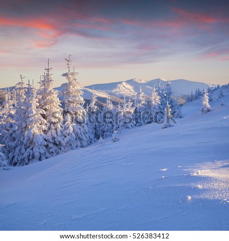 Fantastic winter sunrise in Carpathian mountains with snow covered fir trees. Colorful outdoor scene, Happy New Year celebration concept. Artistic style post processed photo.
