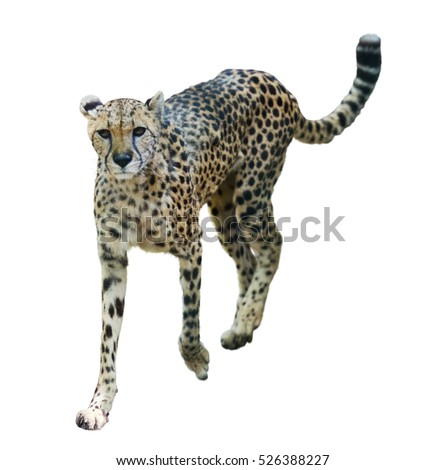 Walks adult Cheetah (Acinonyx jubatus) against White background