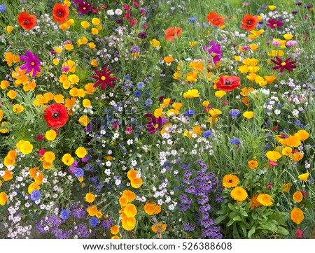 wild flower mix with poppies Royalty-Free Stock Photo #526388608