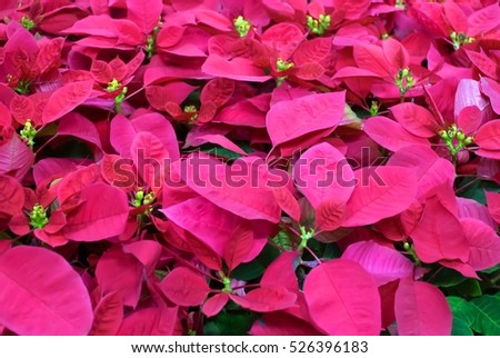 red christmas flower poinsettia as Christmas symbol ,red Christmas flower