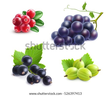 Realistic berries set with cranberry grape gooseberry and black currant on white background isolated vector illustration