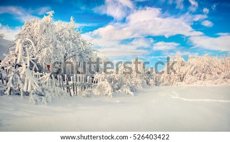Bright winter morning in Carpathian mountains with snow covered fir trees. View from below of the snowy trees against blue sky, Happy New Year celebration concept. Artistic style post processed photo
