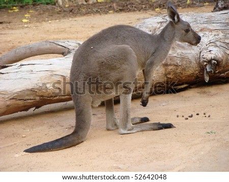 western gray kangaroo