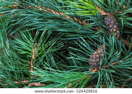 Pine branch with cones. Studio Photo