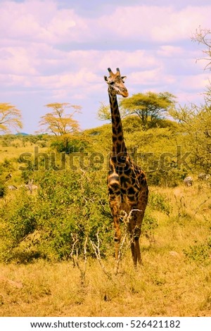Girraffe,Serengeti Kenya