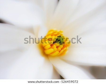 white yellow magnolia blossom heart in surrealistic painting style, floral fine art dreamy fantasy macro of the inner of a single isolated bloom