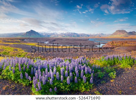 Typical Icelandic landscape with field of blooming lupine flowers in the June. Sunny summer morning in the east coast of Iceland, Europe. Artistic style post processed photo.