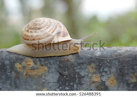 snail crawling. Helix pomatia, common names the Burgundy snail, Roman snail, edible snail or escargot