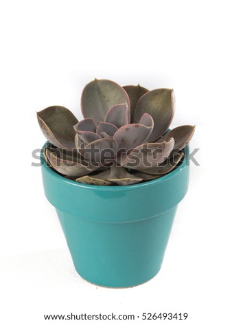 Dark green succulent in blue pot.