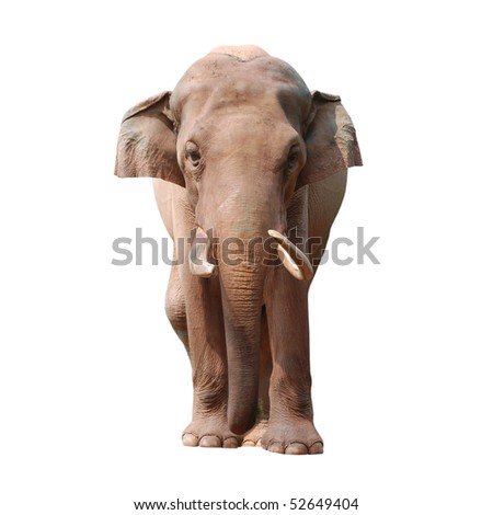 animal elephant isolated in white