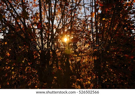 Autumn sunset