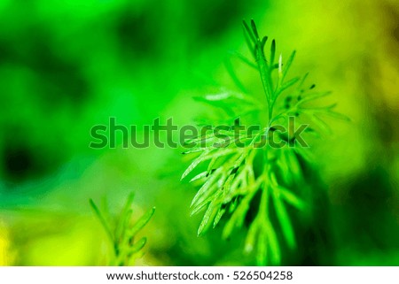 Macro shot of dill plants in a greenhouse on a sunny summer day on a colorful, bright and vibrant background