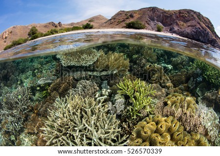 A healthy, biodiverse coral reef grows in the shallows of Komodo National Park, Indonesia. This beautiful region harbors an extraordinary amount of marine biodiversity. Royalty-Free Stock Photo #526570339