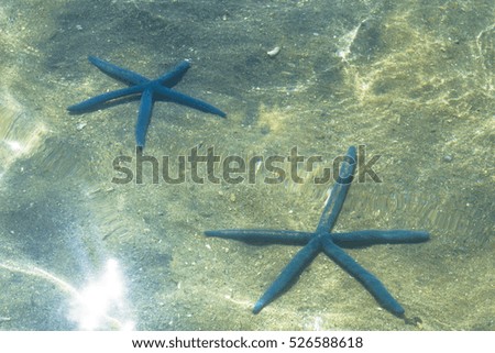 blue pair of starfish under water on a sunny day