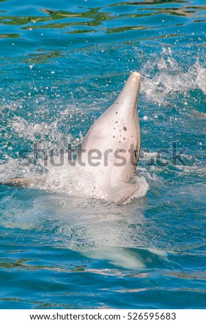 Beautiful dolphin does tricks