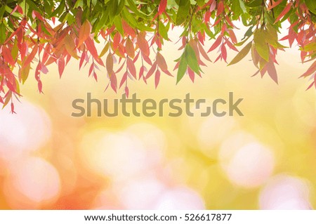 Summer branch with fresh green leaves.Green Energy.color spring nature sun tree sunny. 