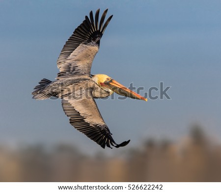 Brown Pelican Royalty-Free Stock Photo #526622242