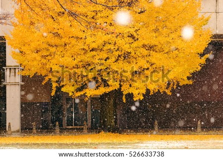 A big ginkgo tree with many autumn ginkgo yellow leaves in a big snow day. Photoed in The University of Tokyo, Japan.