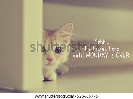 Funny quote with kitten image - Shhh...I'm hiding here until MONDAY is OVER.