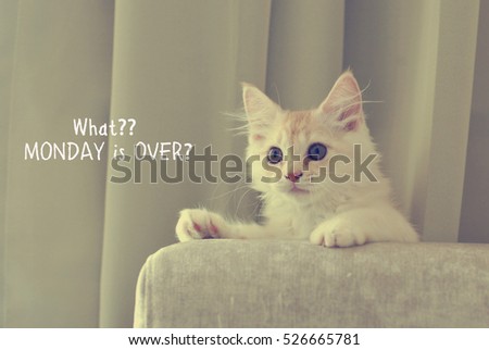 Funny quote with kitten image - What?? MONDAY is OVER?