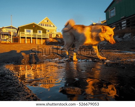 Greenland Dog puppy, Ilulissat, Greenlandt, Greenland