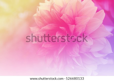 Sweet flower in soft and blur style for texture background.