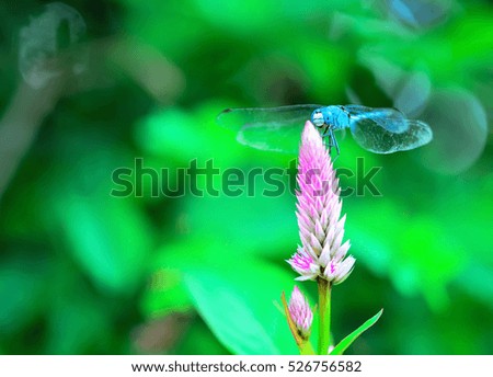 Dragonfly perched on a flower without any movement at all.