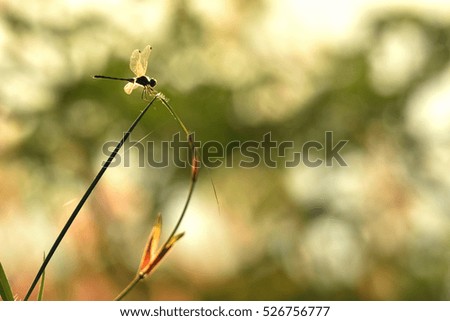 Moment of Dragonfly , warm tome , blurry background,silhouette and contrast