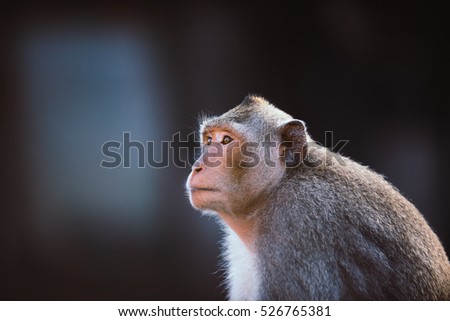 Monkey in Cambodia.