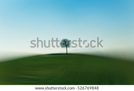 lonely tree landscape 