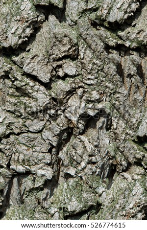 Seamless texture, background, old tree bark. Outside, above the timber, piece of trunks, stems and roots of woody plants.