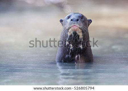 Giant river otter in the nature habitat, wild brasil, brasilian wildlife, pantanal, watter animal, very inteligent creature, fishing, fish