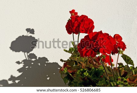 an upright growing Pelargonium with orange red blossoms and a shadow at a bright wall
