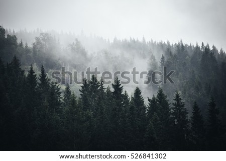 Fog in Norwegian Forrest Royalty-Free Stock Photo #526841302