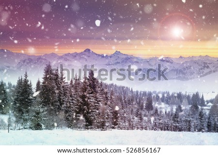 Christmas background with snowy fir trees and mountains in heavy blizzard at sunrise.